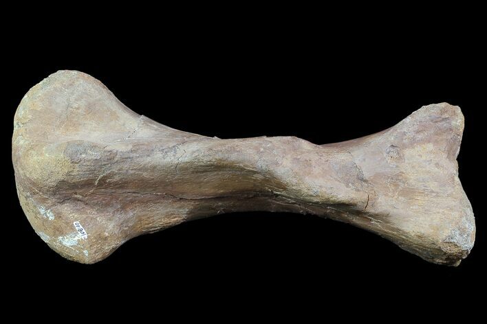 hadrosaur toe bone